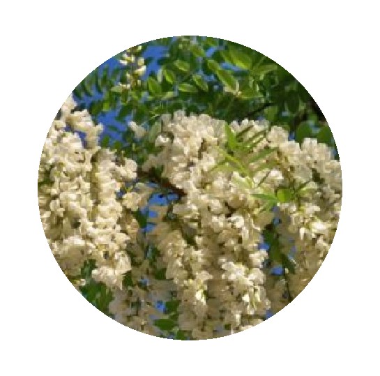 FLOR BLANCA - 100 GR